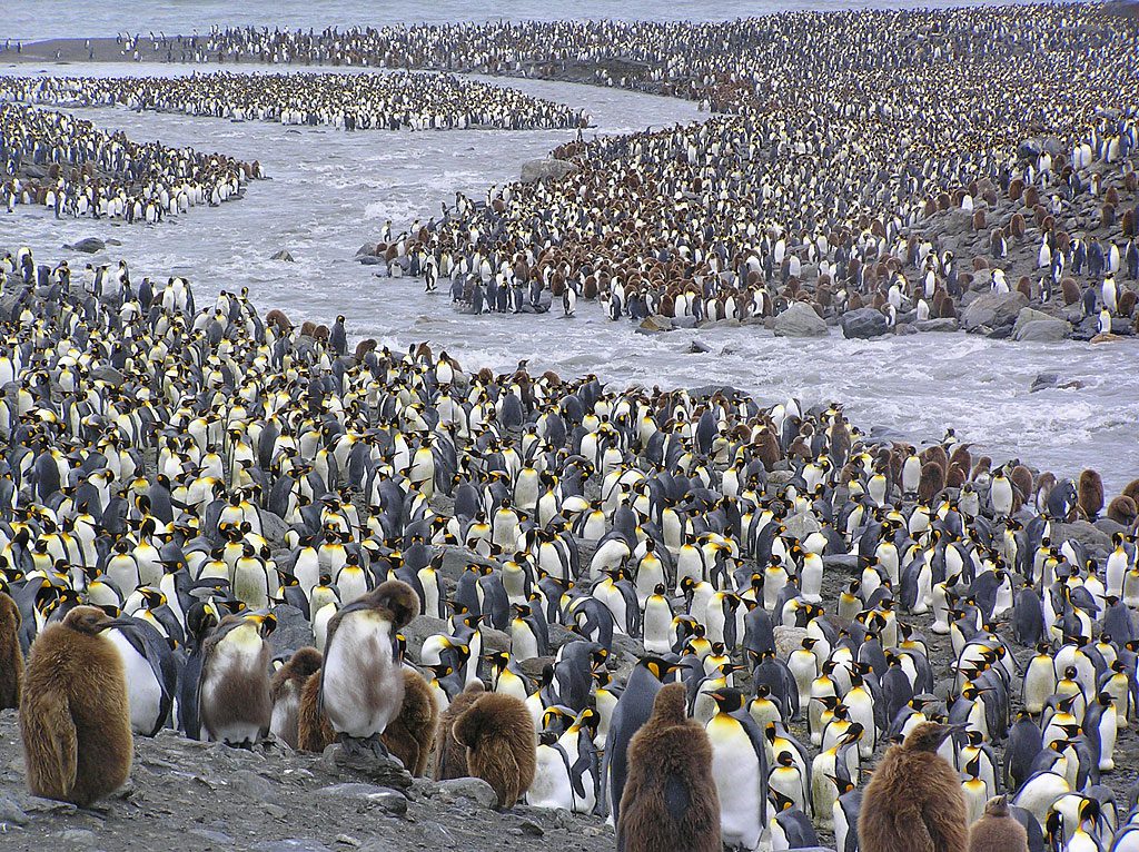 King-penguin-colony-on-South-Georgia-Island