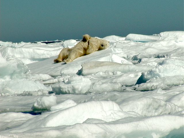 Polar_Bear