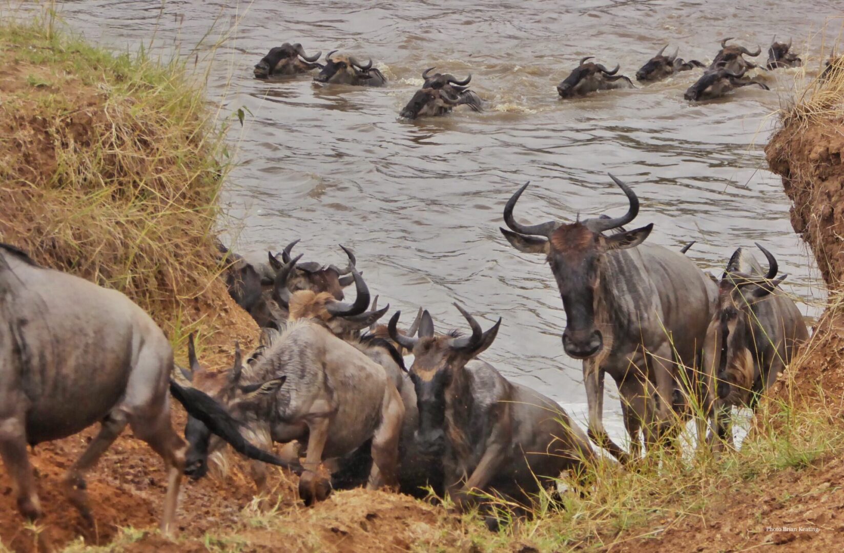 38) Wildebeest migration, Kenya, 2015